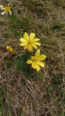 Ranunculus gunnianus