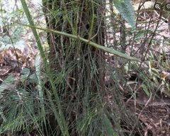 Candovia annulata