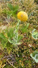 Craspedia costiniana