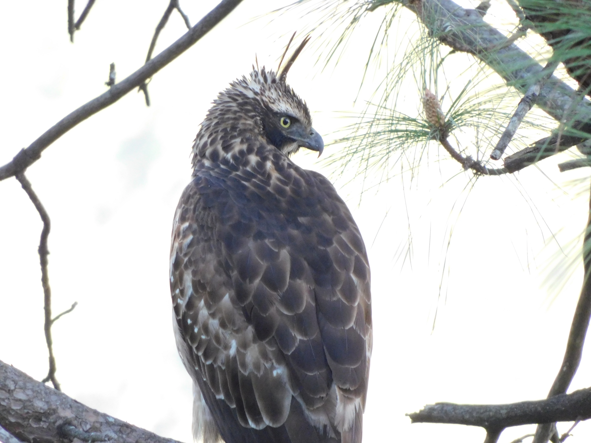 Mountain Hawk-Eagle (Nisaetus nipalensis)