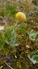 Craspedia costiniana