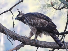 Nisaetus nipalensis