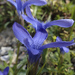 Fringe-flowered Gentian - Photo (c) Andrea Schieber, some rights reserved (CC BY-NC-SA)
