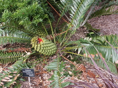Encephalartos manikensis