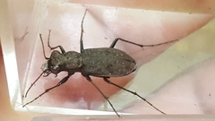 Apterodela unipunctata