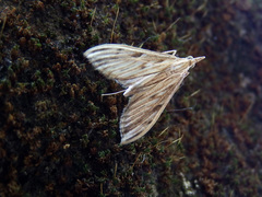Antigastra catalaunalis