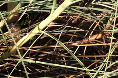 Spinifex longifolius