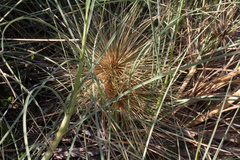 Spinifex longifolius