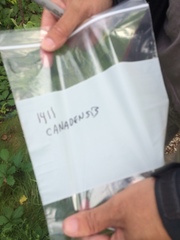 Crataegus canadensis