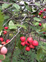 Crataegus canadensis