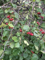 Crataegus canadensis