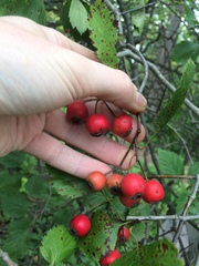 Crataegus canadensis