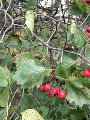 Crataegus canadensis