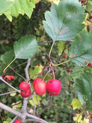 Crataegus canadensis