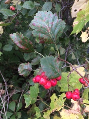 Crataegus canadensis