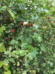 Crataegus canadensis