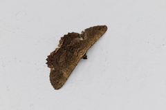 Ruttellerona pseudocessaria