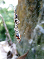 Cyclosa confusa
