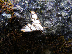 Cirrhochrista kosemponialis
