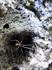 Meotipa spiniventris