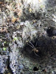 Meotipa spiniventris