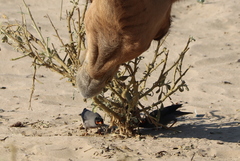 Acridotheres ginginianus