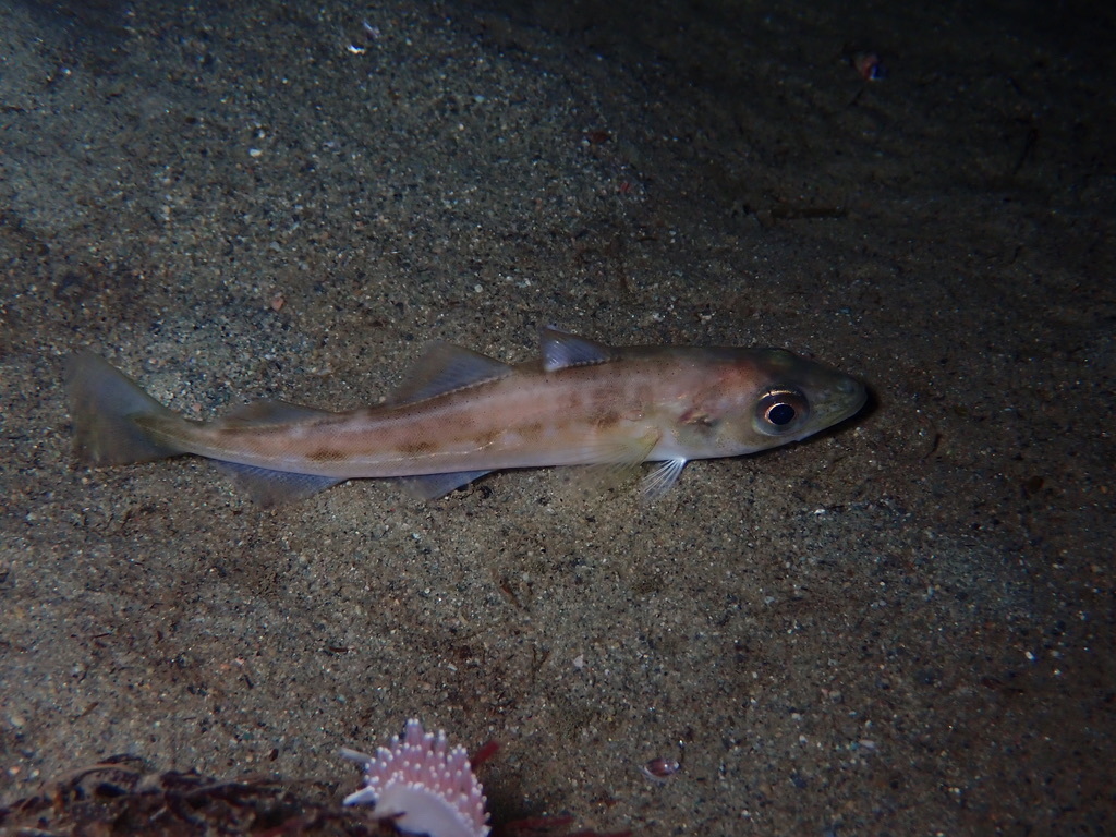 Alaska pollack (Gadus chalcogrammus) — Gadidae