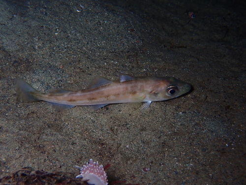 Alaska pollack (Gadus chalcogrammus) — Gadidae