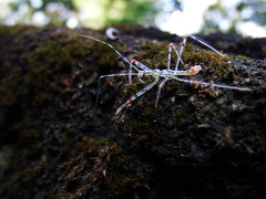 Endochus cingalensis