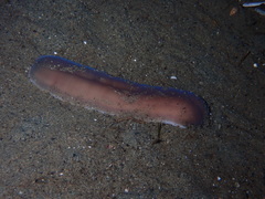 Cerebratulus marginatus