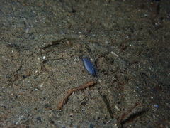 Cerebratulus marginatus