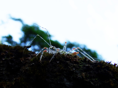 Endochus cingalensis