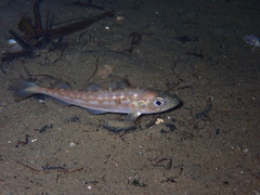 Gadus chalcogrammus