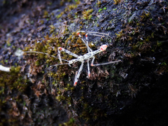 Endochus cingalensis