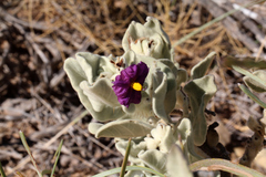 Solanum lasiophyllum