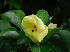 Hibiscus hamabo