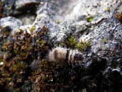 Miltochrista arcuata