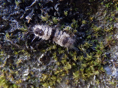 Miltochrista arcuata