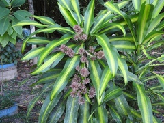 Dracaena fragrans
