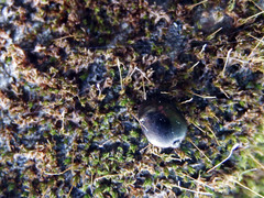 Brachyplatys subaeneus