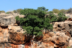 Ficus platypoda