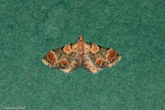 Chloroclystis lichenodes