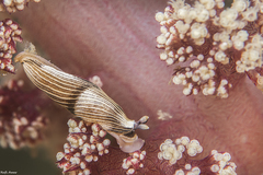 Dermatobranchus diagonalis