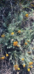 Helichrysum rutilans