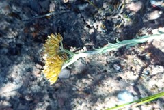 Helichrysum rutilans