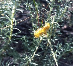 Helichrysum rutilans