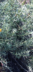 Helichrysum rutilans