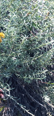 Helichrysum rutilans