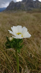 Ranunculus anemoneus