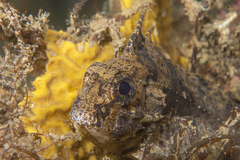 Centropogon australis